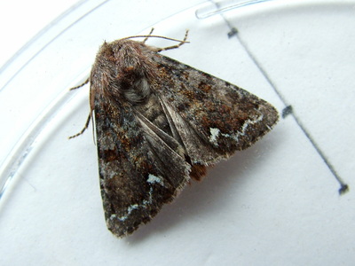 Broom Moth